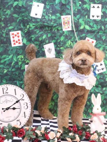 20250401ぷぷくん